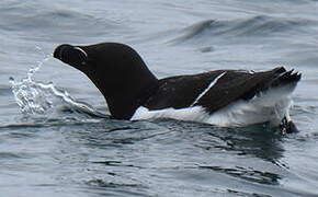 Razorbill