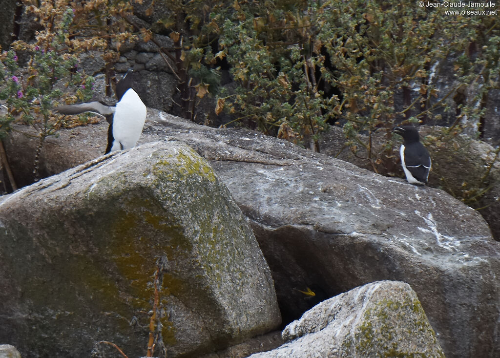 Pingouin torda