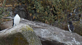 Razorbill