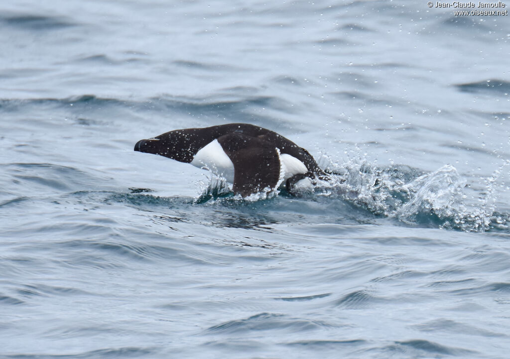 Razorbill