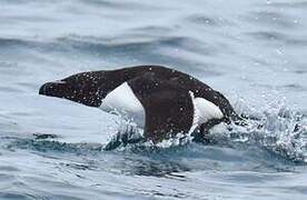 Razorbill