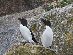 Razorbill