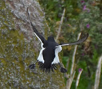 Razorbill