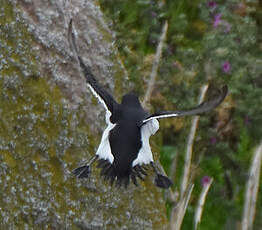 Pingouin torda