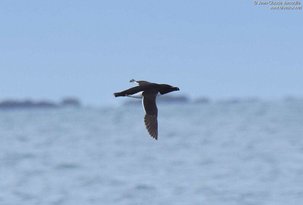 Razorbill