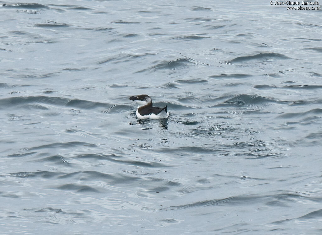 Razorbill