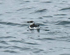 Razorbill