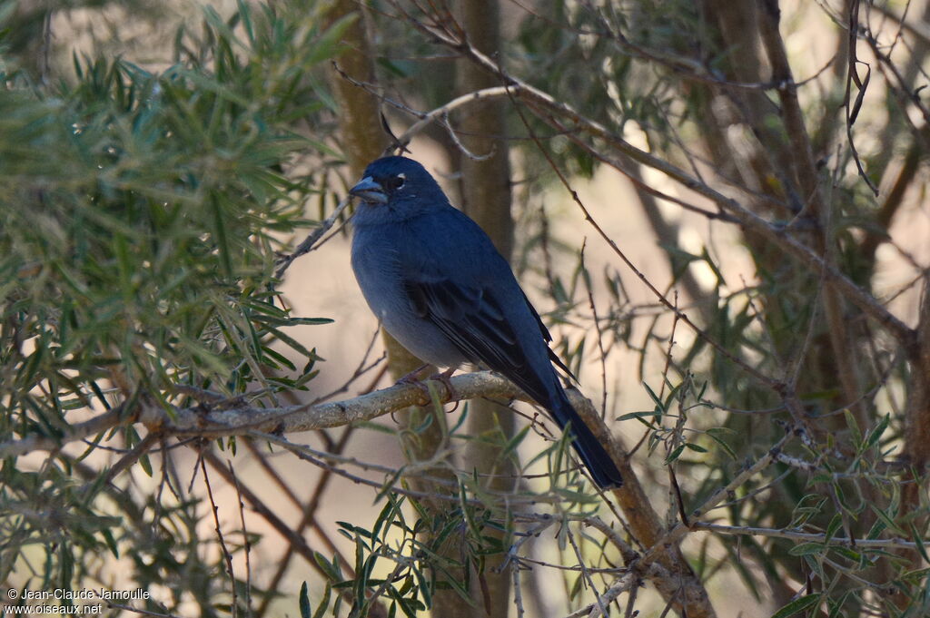 Tenerife Blue Chaffinch