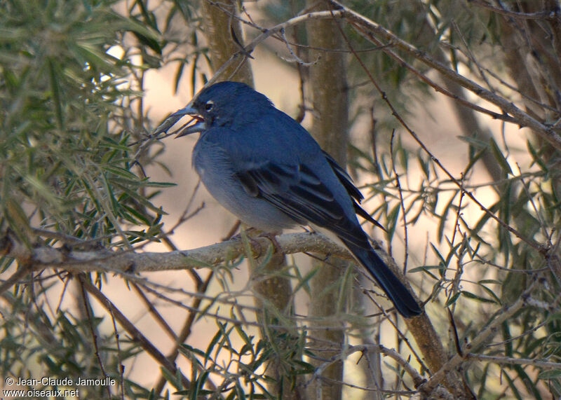 Tenerife Blue Chaffinch, song
