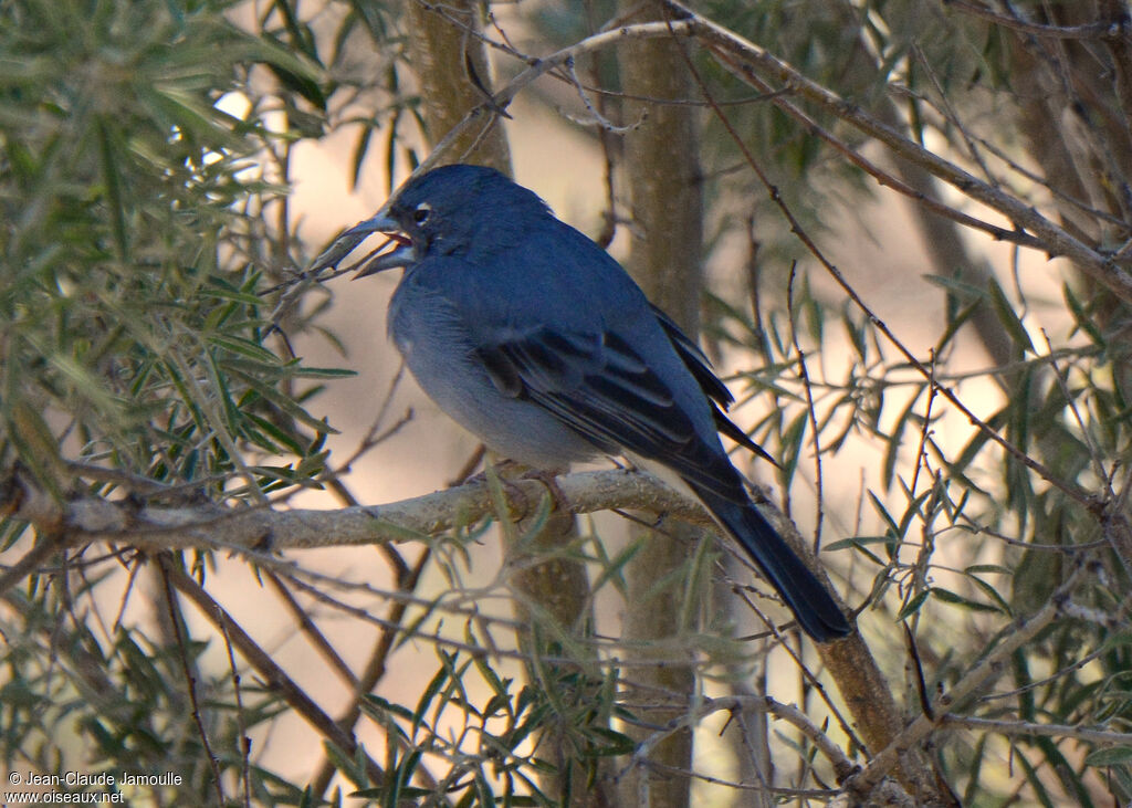 Pinson bleu, chant