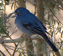 Tenerife Blue Chaffinch