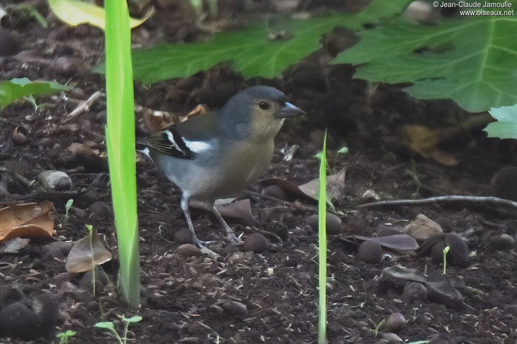 Pinson de Madèreadulte, marche, mange