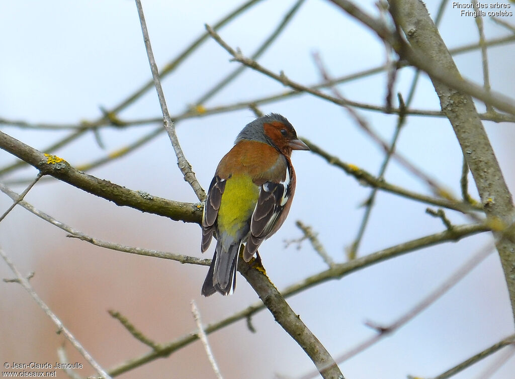 Eurasian Chaffinch male, Behaviour