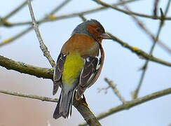 Common Chaffinch