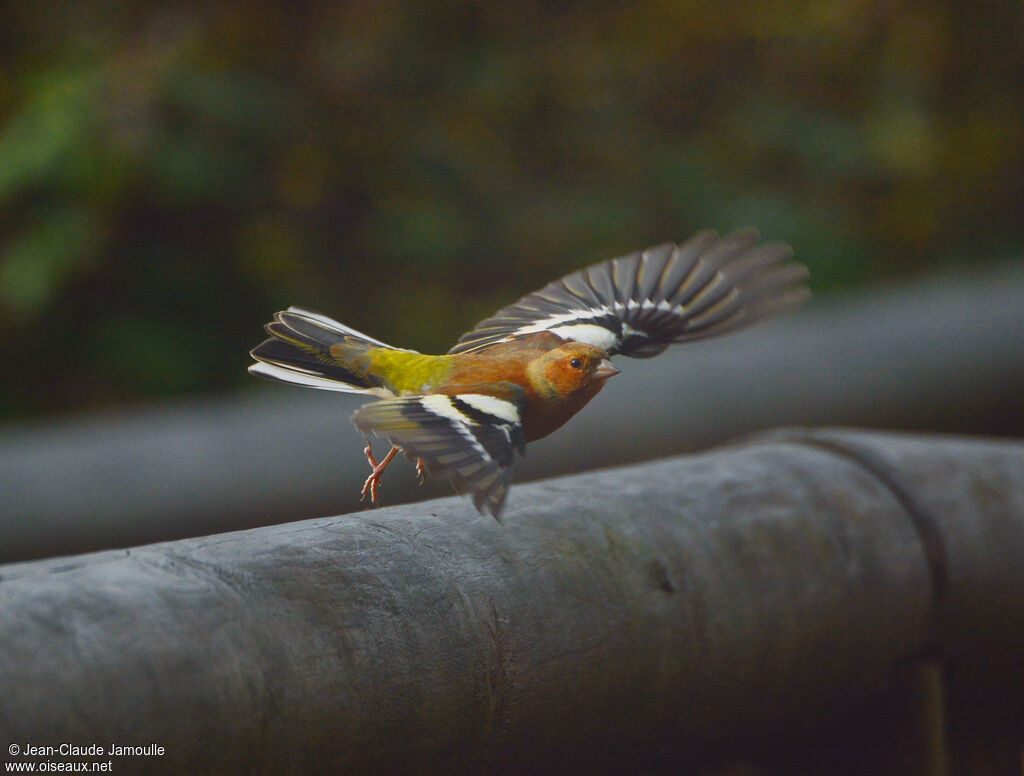 Common Chaffinch