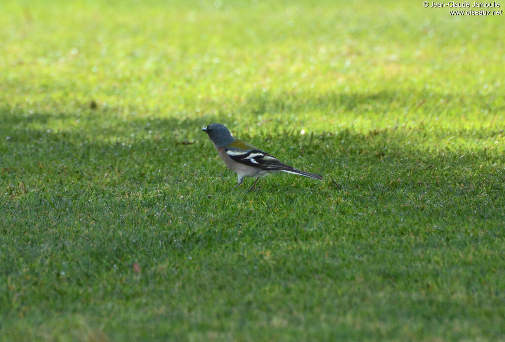 Eurasian Chaffinch male adult