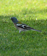 Common Chaffinch