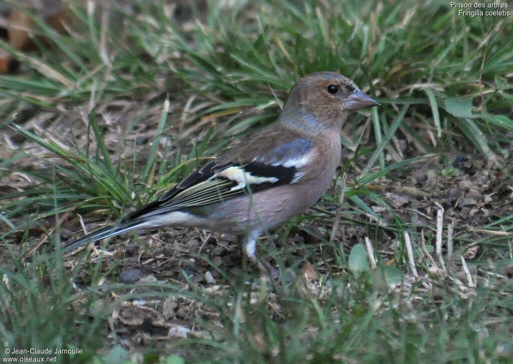 Eurasian Chaffinch male adult