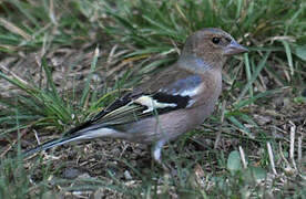 Common Chaffinch