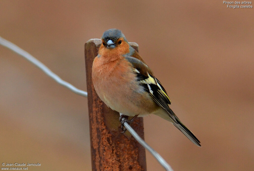 Common Chaffinch male adult breeding, Behaviour