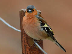 Common Chaffinch