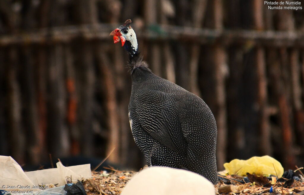 Helmeted Guineafowladult, Behaviour