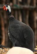 Helmeted Guineafowl