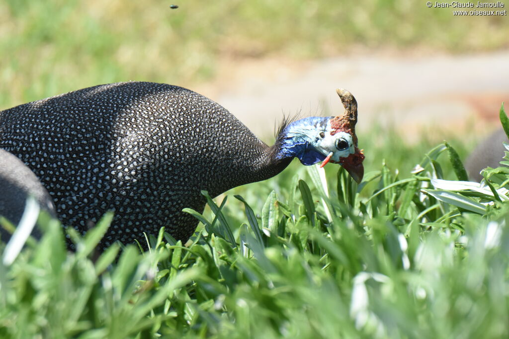 Helmeted Guineafowladult