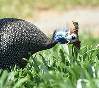 Helmeted Guineafowl