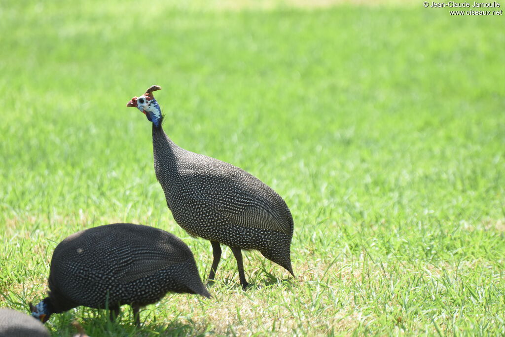 Helmeted Guineafowladult