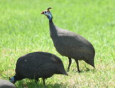 Helmeted Guineafowl