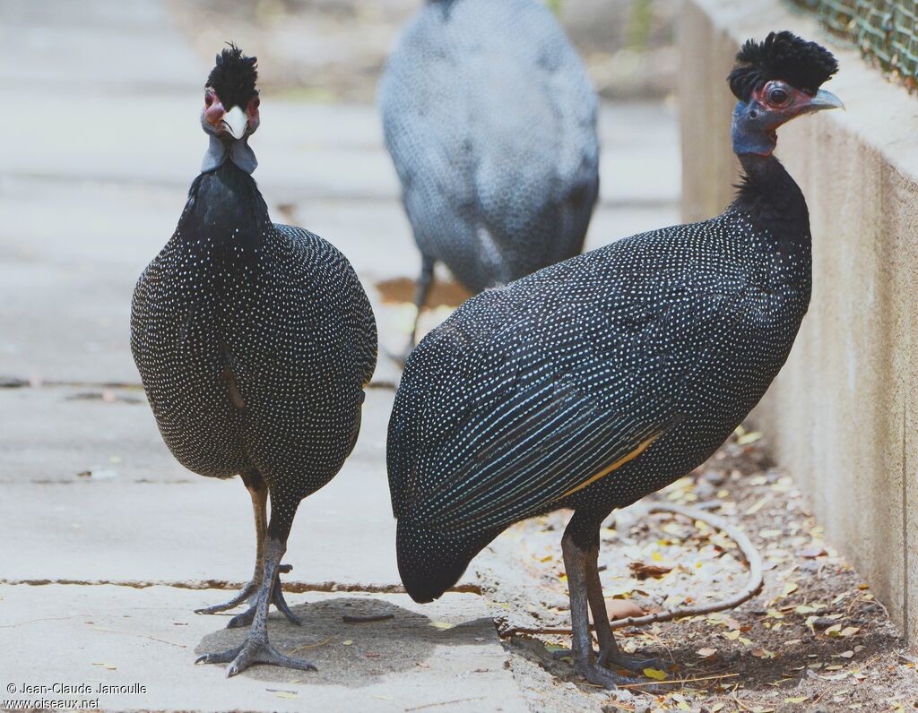 Crested Guineafowl