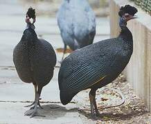 Crested Guineafowl