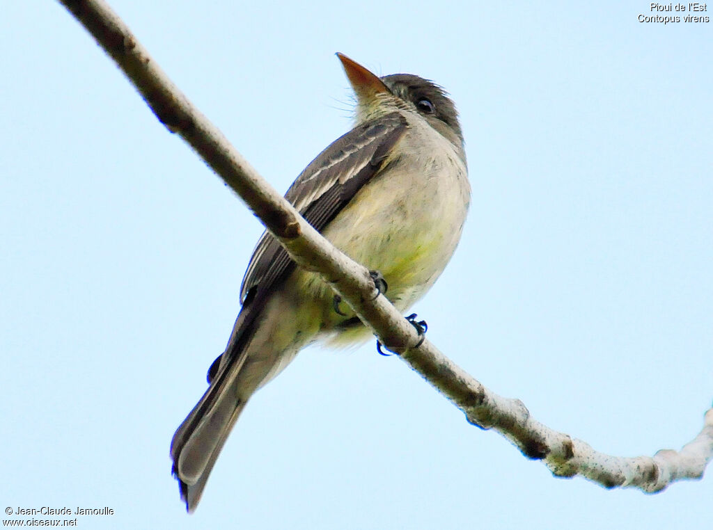 Eastern Wood Pewee