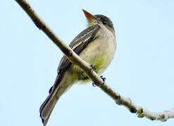 Eastern Wood Pewee