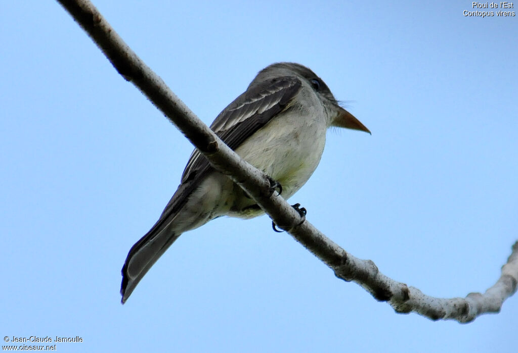 Eastern Wood Pewee