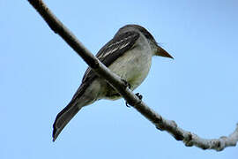 Eastern Wood Pewee