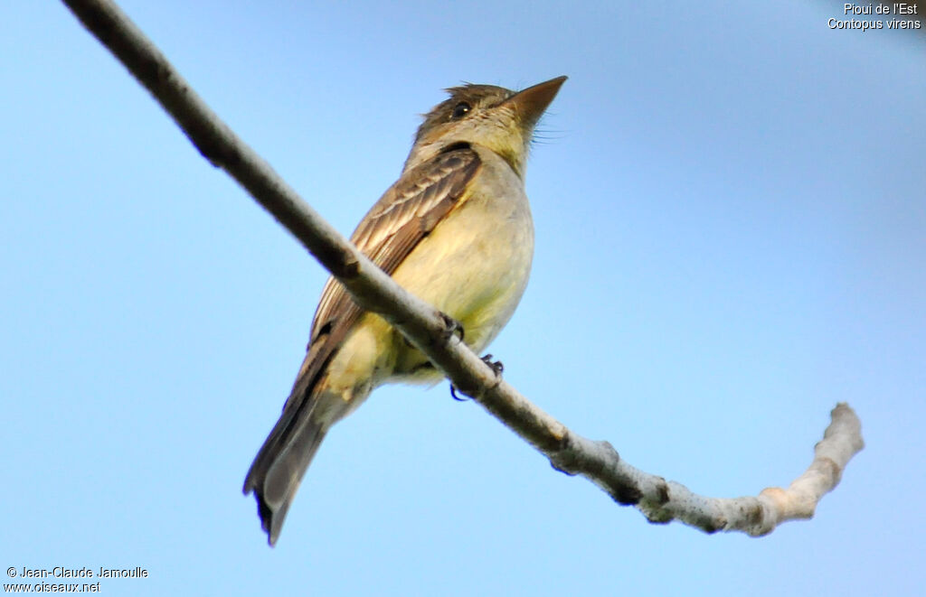 Eastern Wood Pewee