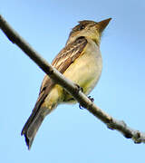 Eastern Wood Pewee