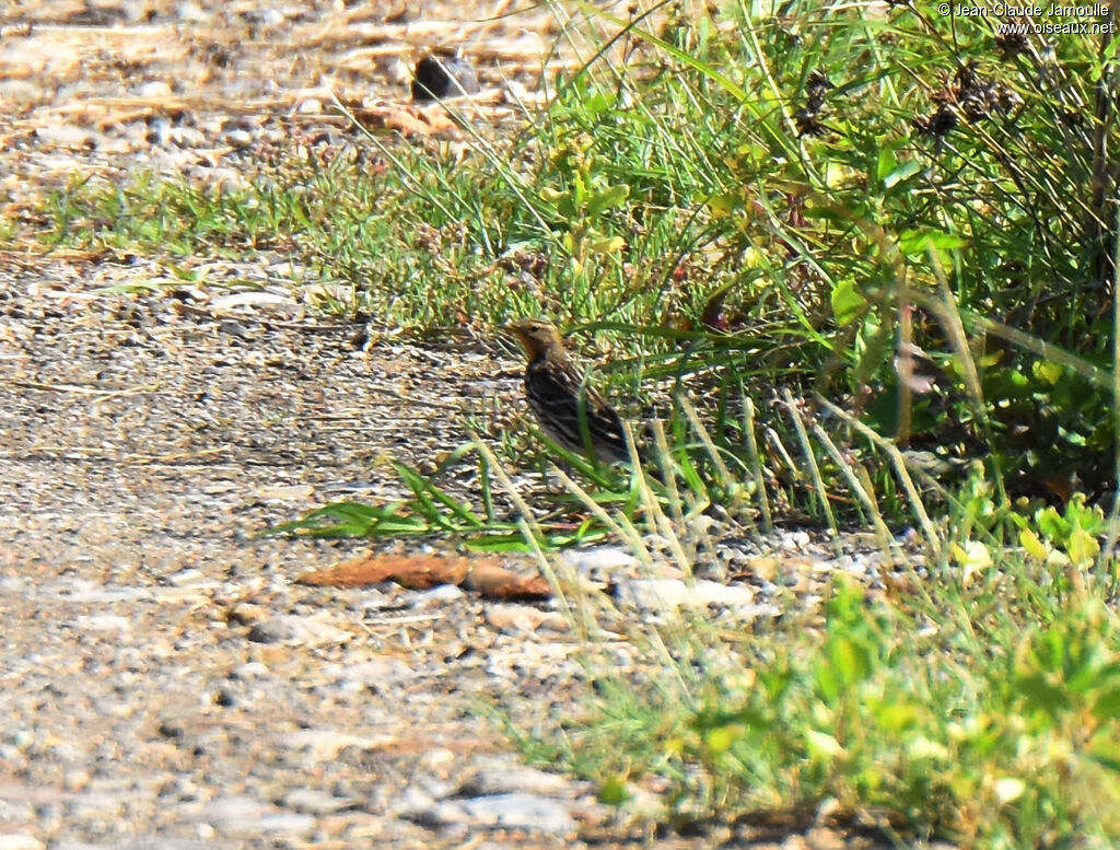 Red-throated Pipit