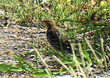 Pipit à gorge rousse