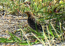 Pipit à gorge rousse