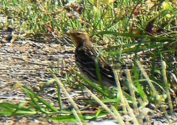 Red-throated Pipit