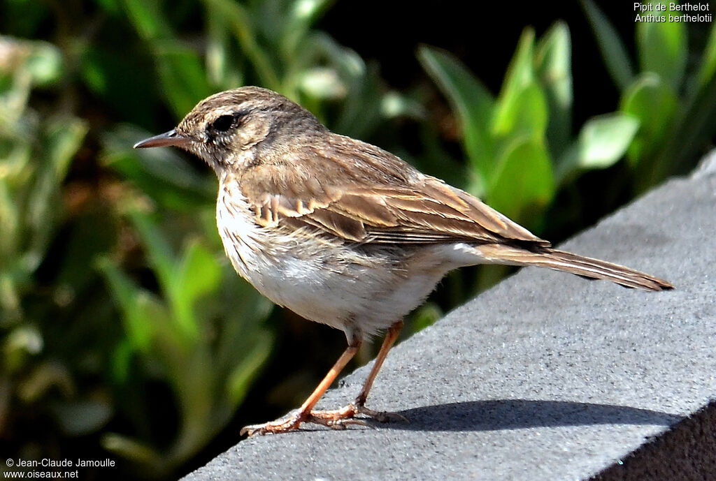 Pipit de Berthelot, identification, régime, Comportement