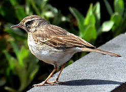 Berthelot's Pipit