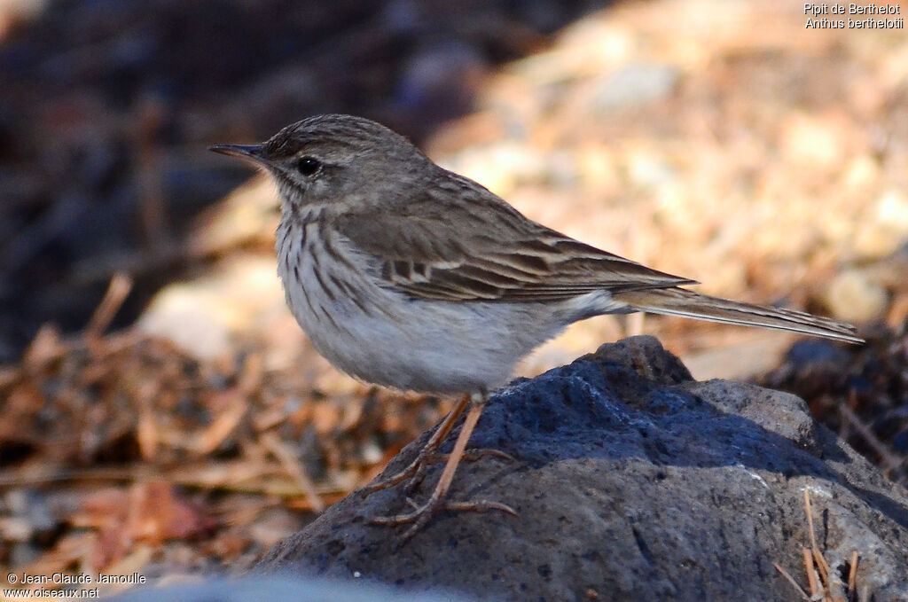 Berthelot's Pipit, identification