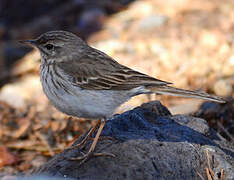 Pipit de Berthelot