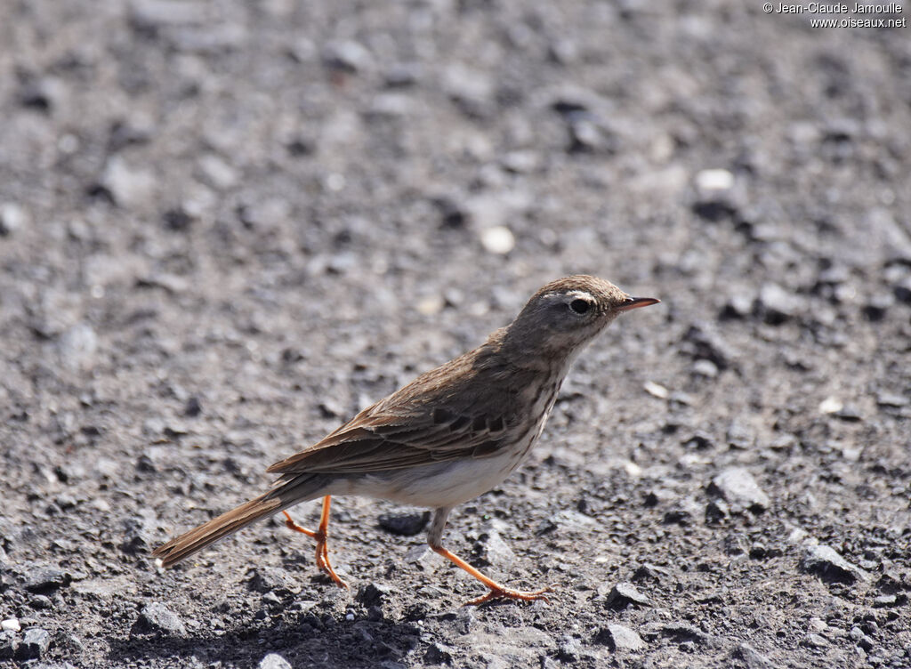 Pipit de Berthelot