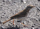 Pipit de Berthelot