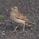 Pipit de Berthelot